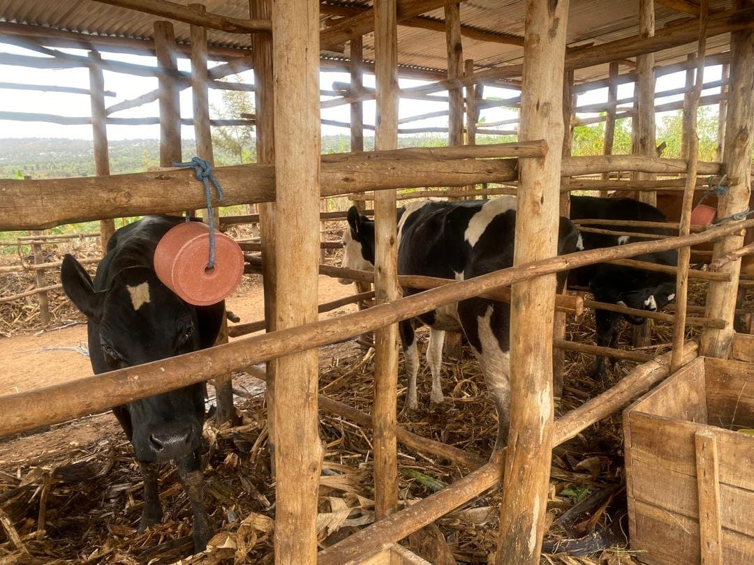 Black and white cows in a timber shed under a corrugated roof
