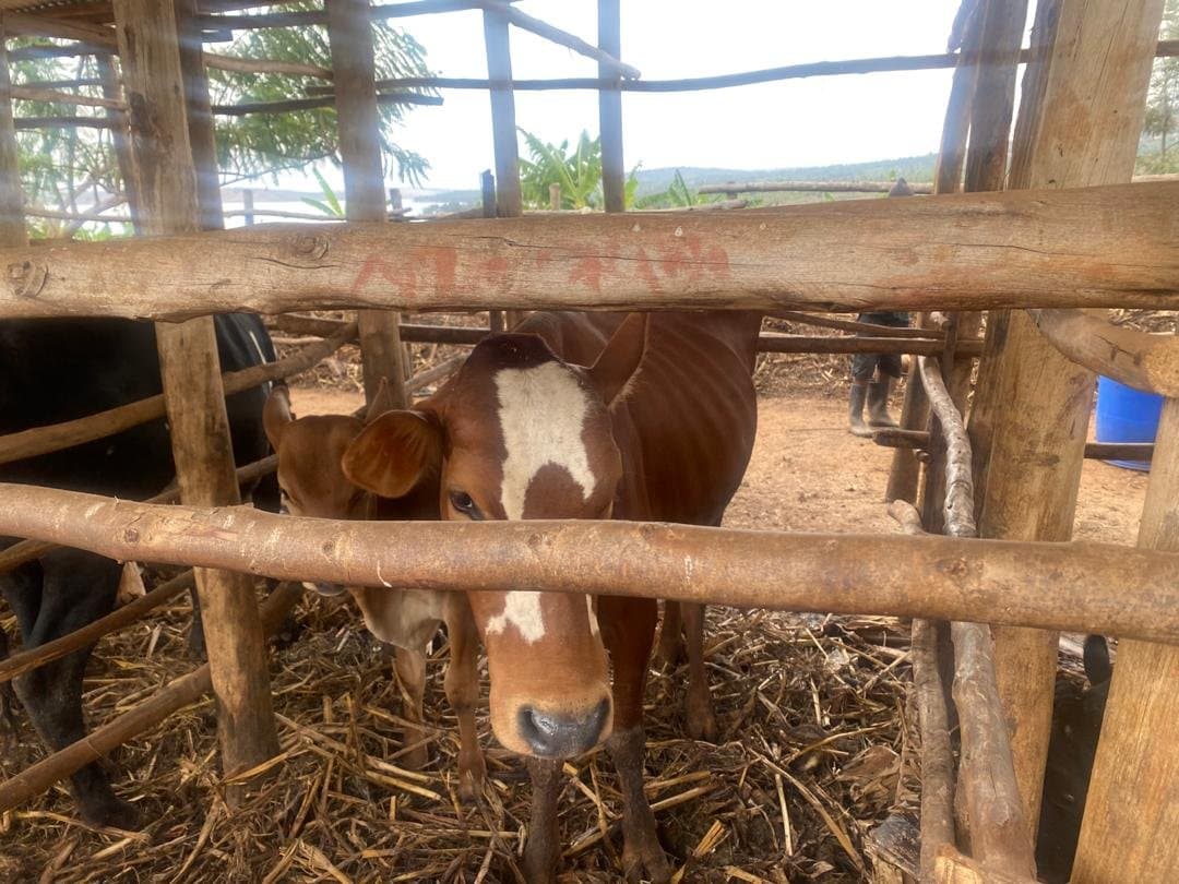 A brown and white cow looking out through the wooden rails of a shed