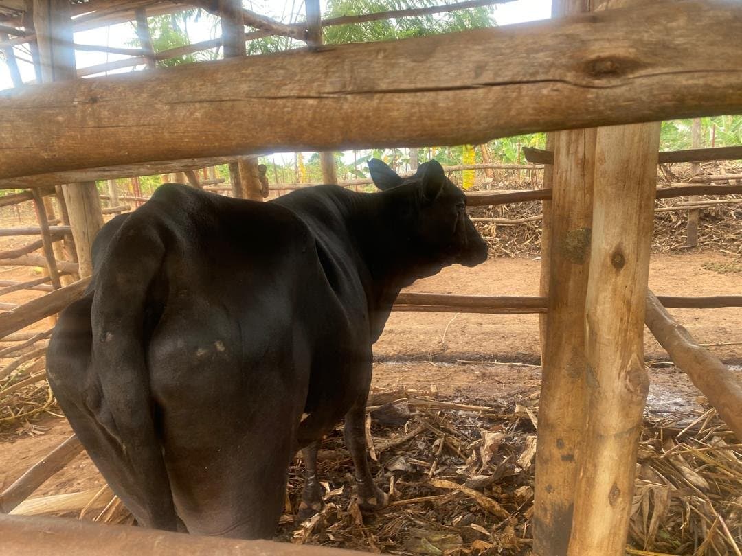 A black cow seen from behind inside a wooden-post shed