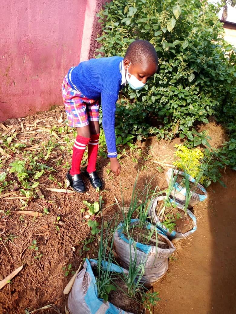 A pupil tending vegetables growing in sack planters
